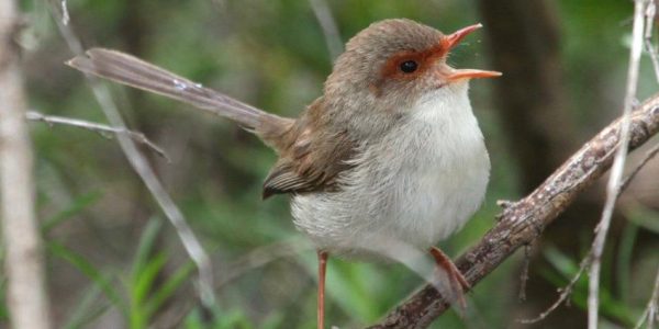 Female birds sing, too